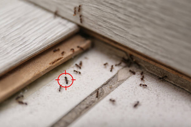 Professional Pest Control in Ruhenstroth, NV