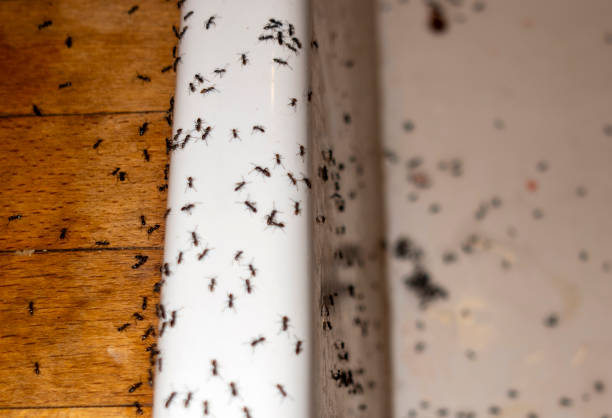 Best Cockroach Control Services  in Ruhenstroth, NV