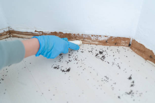 Best Flea Control Services  in Ruhenstroth, NV